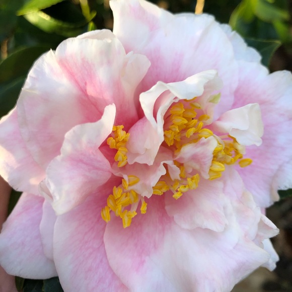 Posh Ambassador II - Welcome! - Picture 11 of 14